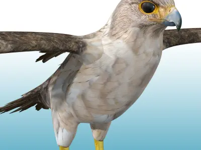 Hawk Rig 3D model