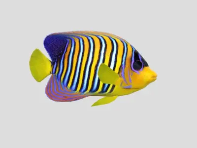 Regal Angelfish Low-poly 3D model