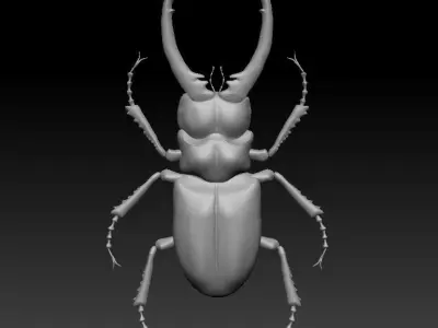 Beetle 3D model