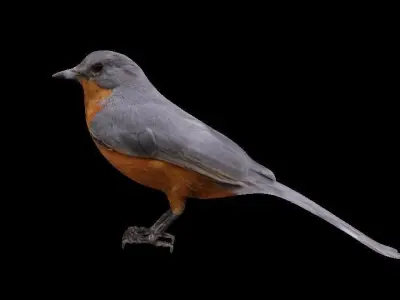 brid for VR 3D model