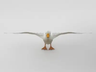 Duck Bird Low-poly 3D model purchase