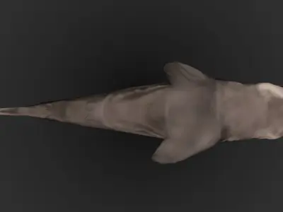 Shark 3D models Low-poly 3D model