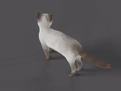 Balinese Cat Low-poly 3D model