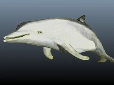 dolphin lowpoly 3D model purchase