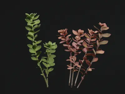 SedumMakinoi 3D model