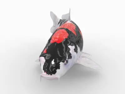 3D Koi fish 5 Animated 3D model