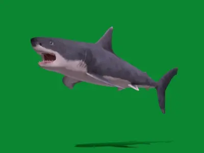 Great White Shark Low-poly 3D model 12