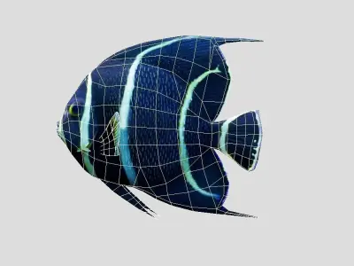 French Angelfish Realistic Animated Low-poly 3D model