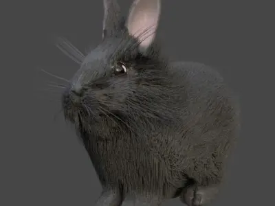 Gray double mane lionhead rabbit Free 3D model