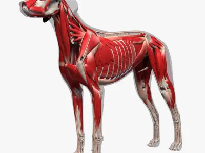  Dog Anatomy (Textured) 