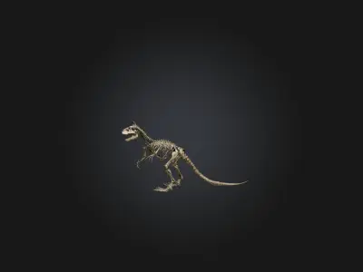 Realistic Tyrannosaurus Rex Skeleton Model Low-poly 3D model