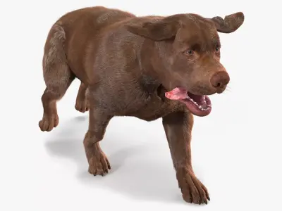 Running Brown Retriever Dog Fur Animated Rigged for Cinema 4D 3D model purchase
