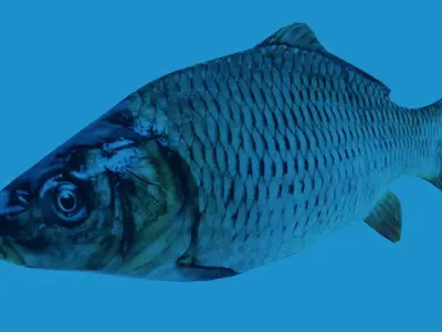 Low Poly Carp fish Free low-poly 3D model