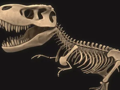 T-rex Skeleton 3D model buy