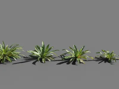 Birds Nest Fern Asplenium Nidus VFX Grace Low-poly 3D model