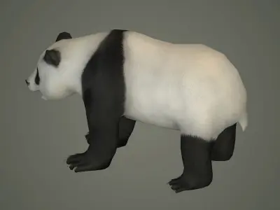 panda bear wildlife beast wild fur teddy outdoors mammal 3D model