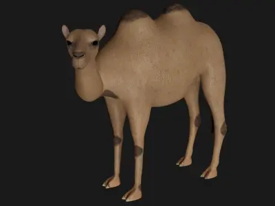 fully rigged low poly camel 2 Low-poly 3D model
