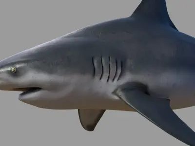 Bull shark 3D model purchase