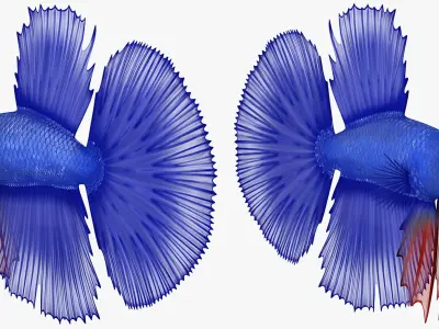  Blue Betta Fish Rigged for Cinema 4D 
