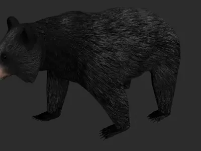 Black Bear Low-poly 3D model