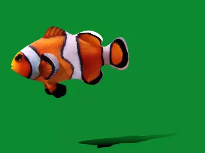 Clownfish Nemo Free low-poly 3D model