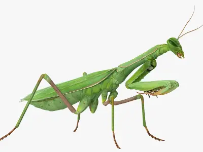  Mantis Religiosa Large Hemimetabolic Insect 