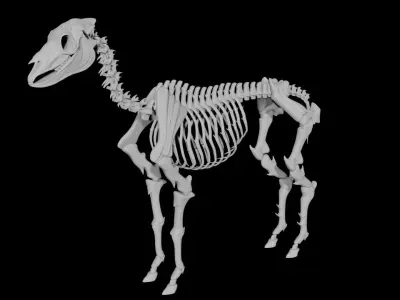 Horse Skeleton Low-poly 3D model