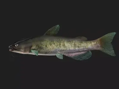 Catfish Low-poly 3D model 11