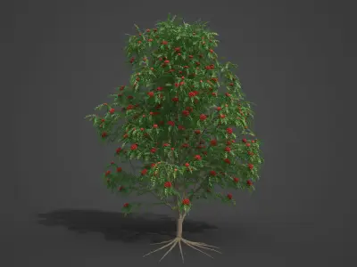 2021 PBR European Mountain Ash Collection - Sorbus Aucuparia  3D model