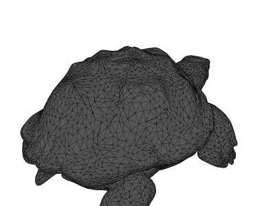 Realistic 3D Tortoise Model Low-poly 3D model