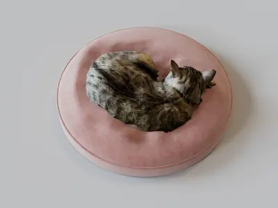 Cat sleeping on a pillow 3d Scan 3D model