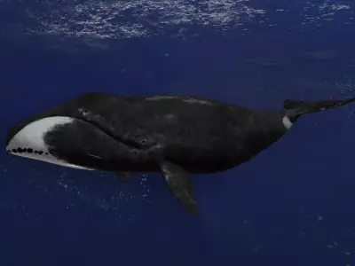 Bowhead Whale Animated Low-poly 3D model