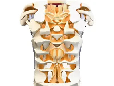 SciFi Robotic Torso and Neck Low-poly 3D model