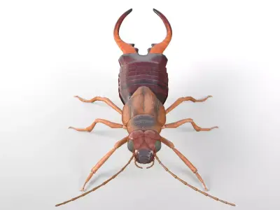 Earwigs Insect Low-poly 3D model