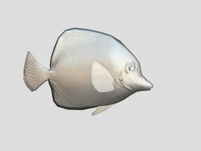 yellow tang Realistic Animated Low-poly 3D model purchase