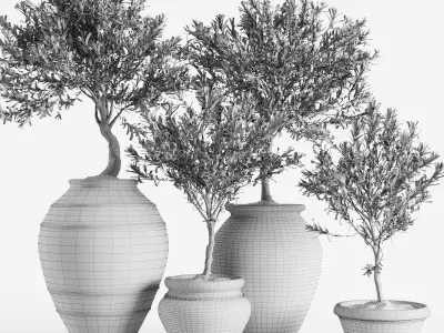 Olive European In Antique Clay Vessels 3D model