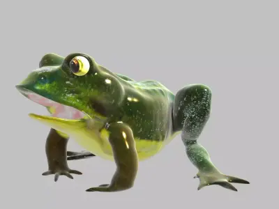 Frog With Basic Rig 3D model