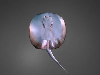 Stingray Low-poly 3D model purchase