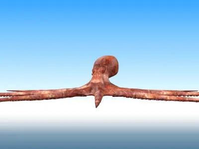 Octopus Rigged 3D model purchase