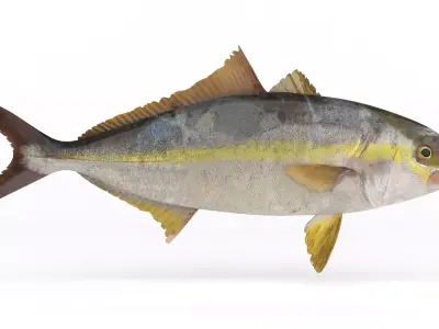 Trevally Fish 3D model