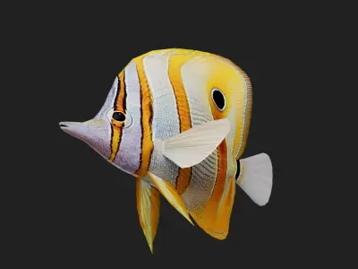 Butterflyfish Low-poly 3D model buy
