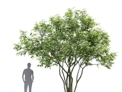 Amelanchier #1 3D model