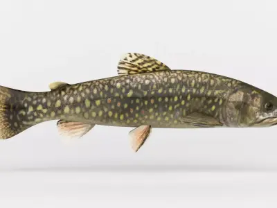 Trout Fish 3D model