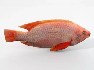 Mojarra parrot fish Low-poly 3D model