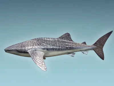 Whale Shark 3D model get