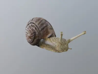 Snail 3D model 2