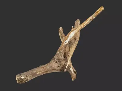 Tree trunk wood branch 3d scan 3D model