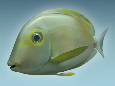 Doctor Fish 3D model