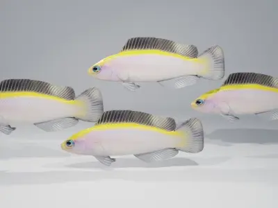 Sunrise Dottyback Fish 3D model