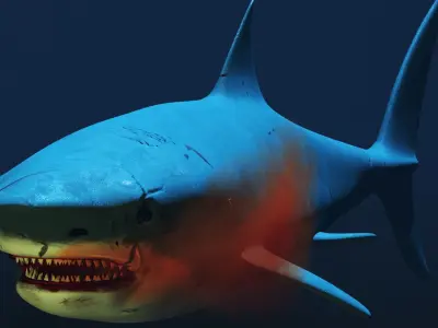 Shark 3D model 10